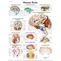 Los mejores  - VOVOL Ilustración anatómica del cerebro humano- lienzo adecuado para la enseñanza